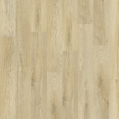 Stellata_Oak_89220_0df80d08.jpg