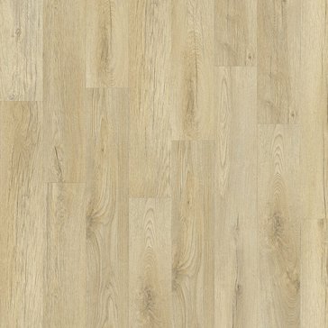 Stellata_Oak_89220_0df80d08.jpg