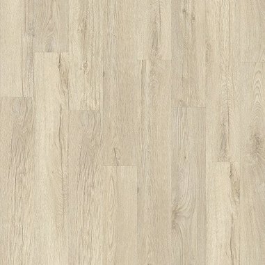 Stellata_Oak_89241_1a51d6de.jpg