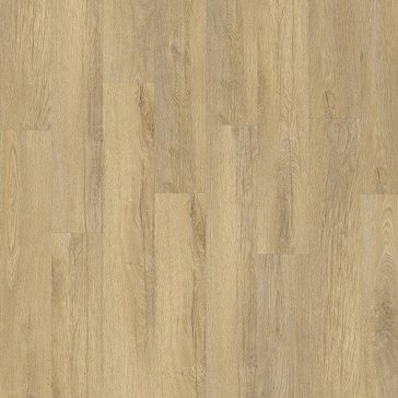 Stellata_Oak_89805_91ff076b.jpg