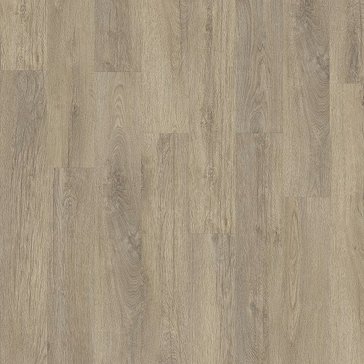 Stellata_Oak_89822_adfd9fd0.jpg